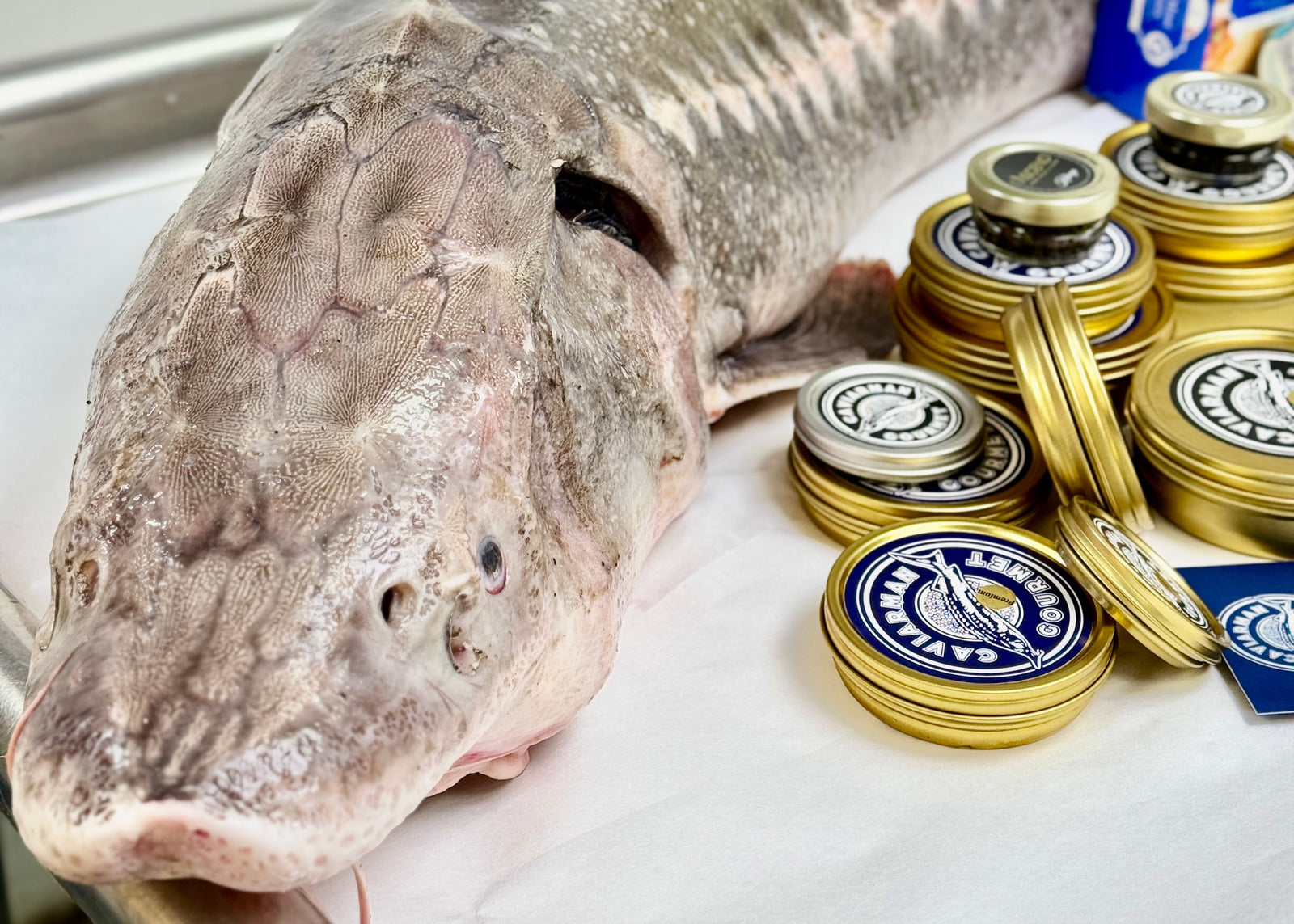 Fresh and Flavorful Whole Sturgeon – Direct from the Columbia River