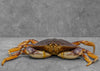 Fresh Cooked or Live Whole Jumbo Dungeness Crab 2 lb up each FROM 5 PC