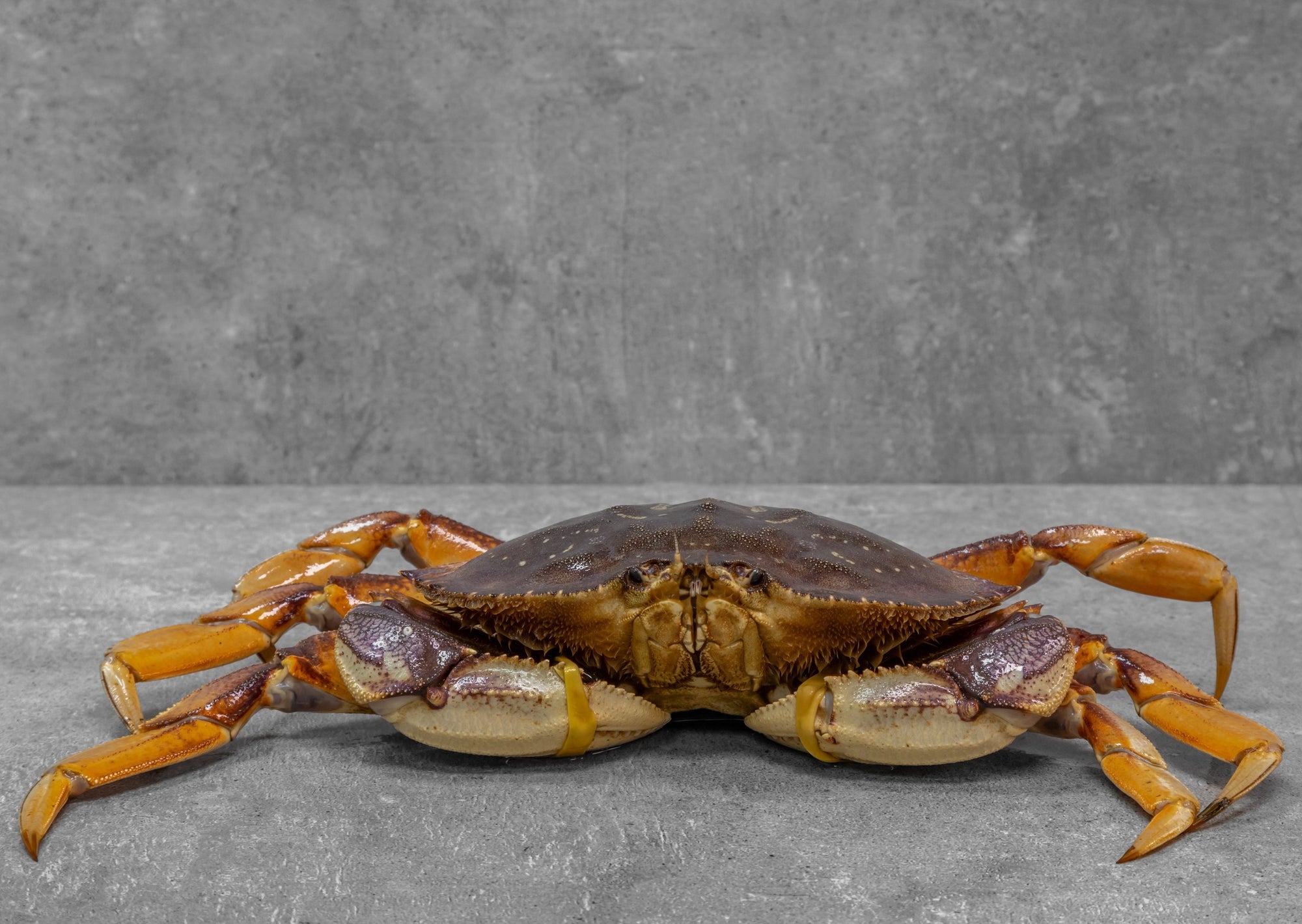 Crabe dormeur géant frais, cuit ou vivant, 2 lb chacun