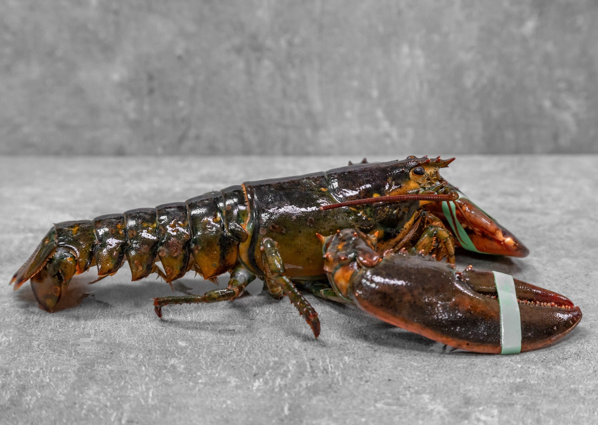 Homard du Maine fraîchement pêché, vivant ou cuit