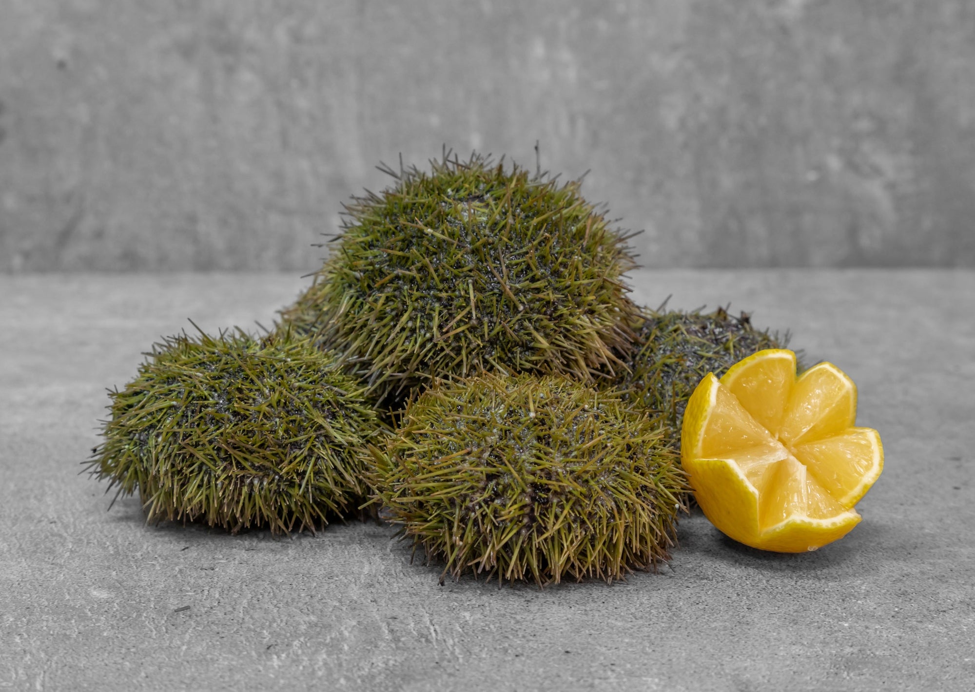 Live Green Sea Urchins FROM 10 PC