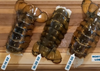 Premium Canadian Lobster Tails FROM 5 PC