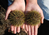 Live Green Sea Urchins FROM 10 PC