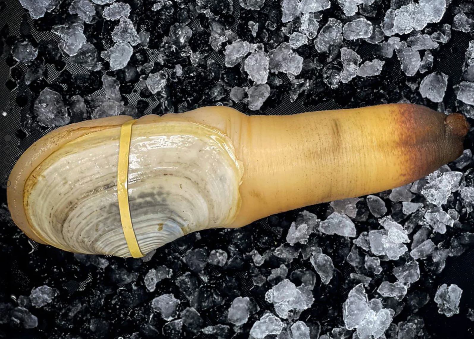 Live Geoduck Clam - Premium Quality