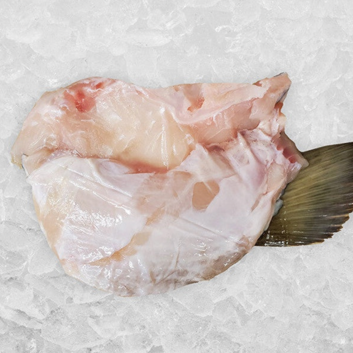 FRESH ALASKAN HALIBUT
