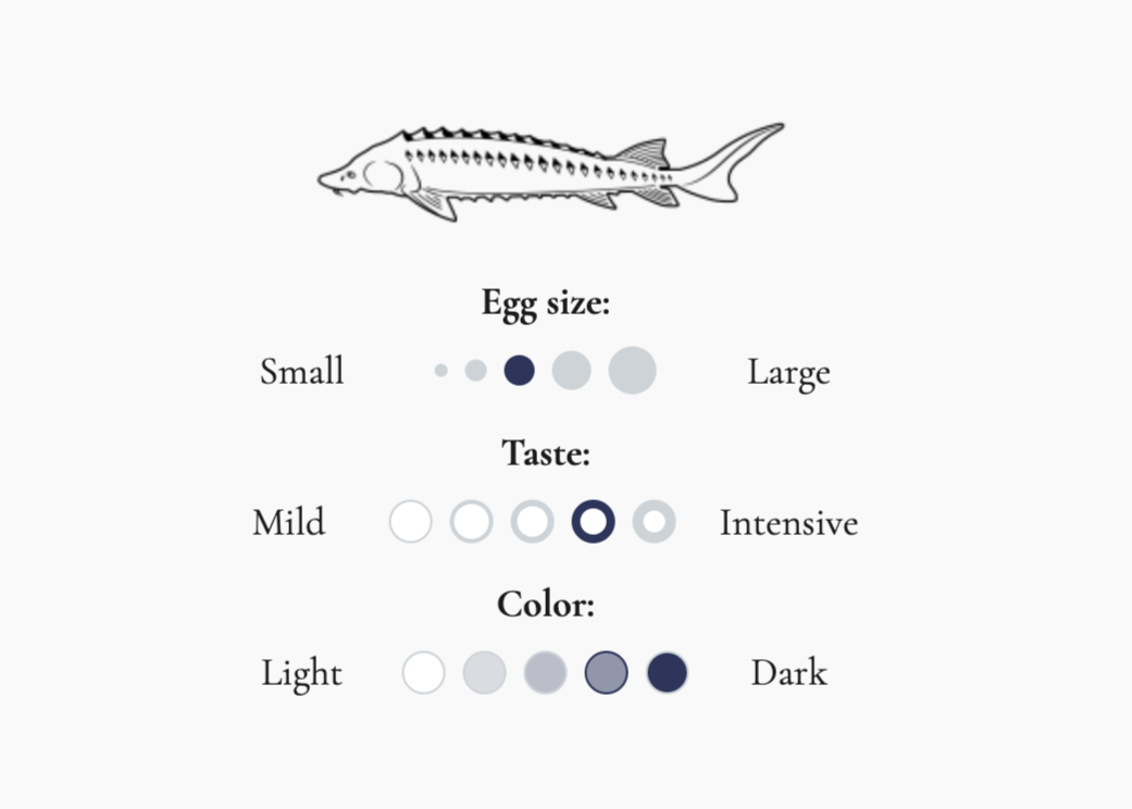 Caspian Osetra Caviar (Netherlands)