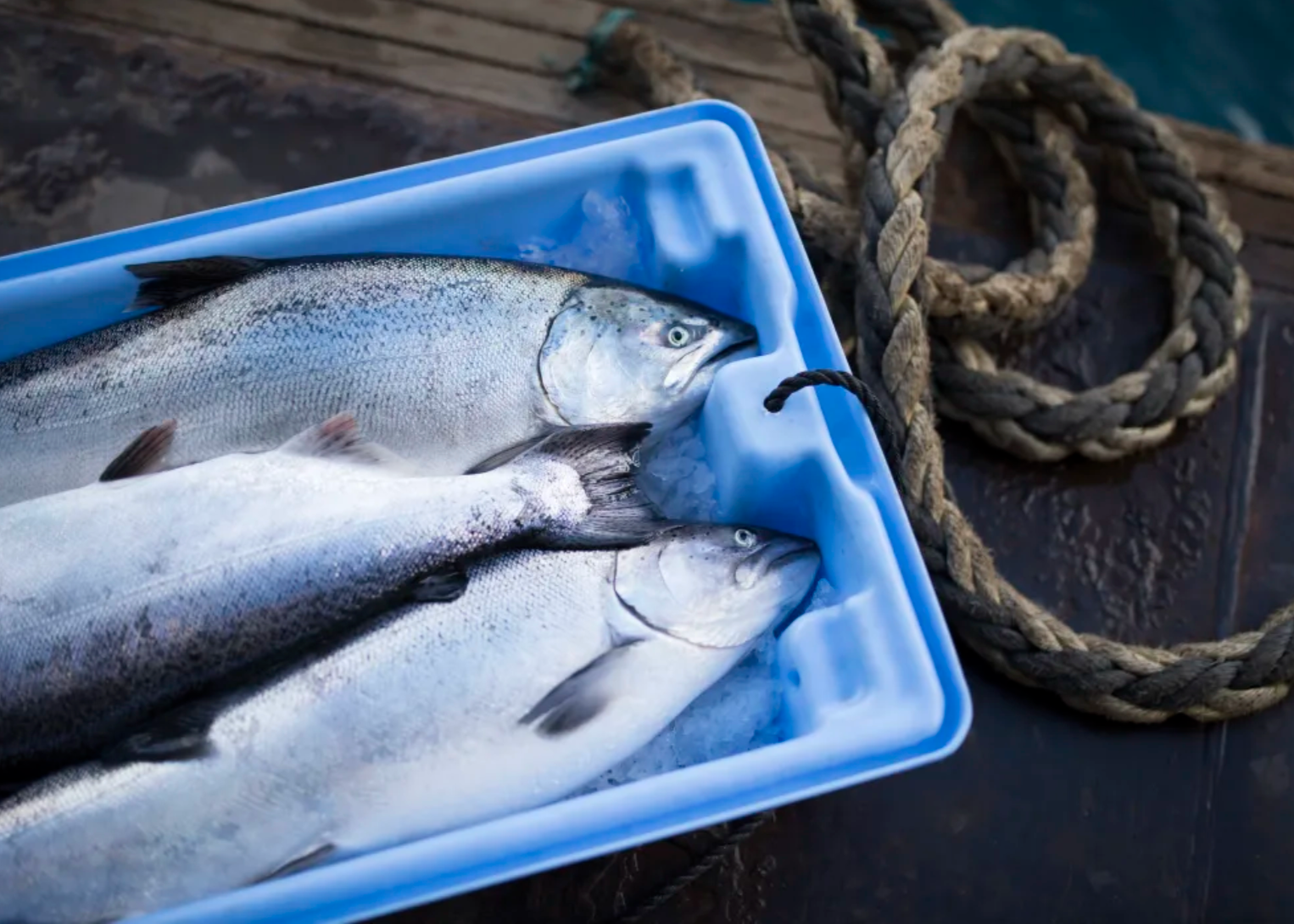 Fresh Ora King Salmon – Whole or Fillet