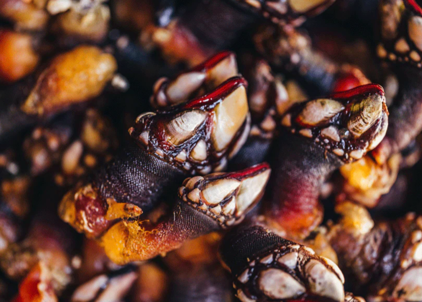 Live Percebes Gooseneck Barnacles (1 LB)