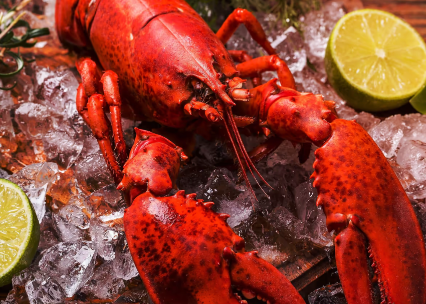 Shipping 12/01/2025: Boston Maine Cooked Whole 1¼ - 1¾ lb Lobster (BOGO 1+1 price for 2)
