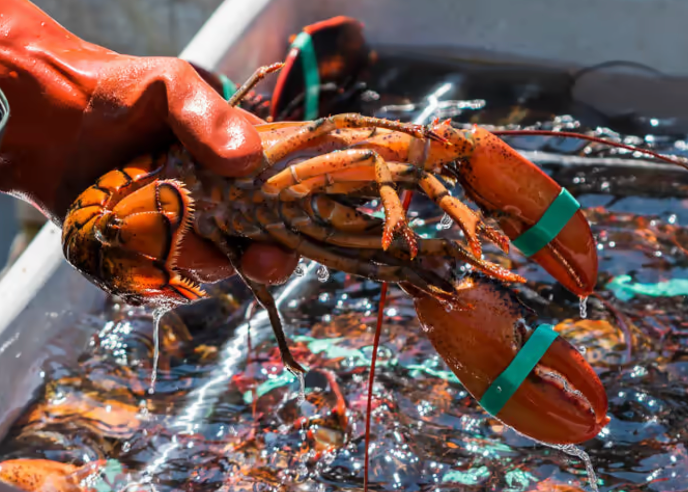 Shipping 12/01/2025: Boston Maine Cooked Whole 1¼ - 1¾ lb Lobster (BOGO 1+1 price for 2)