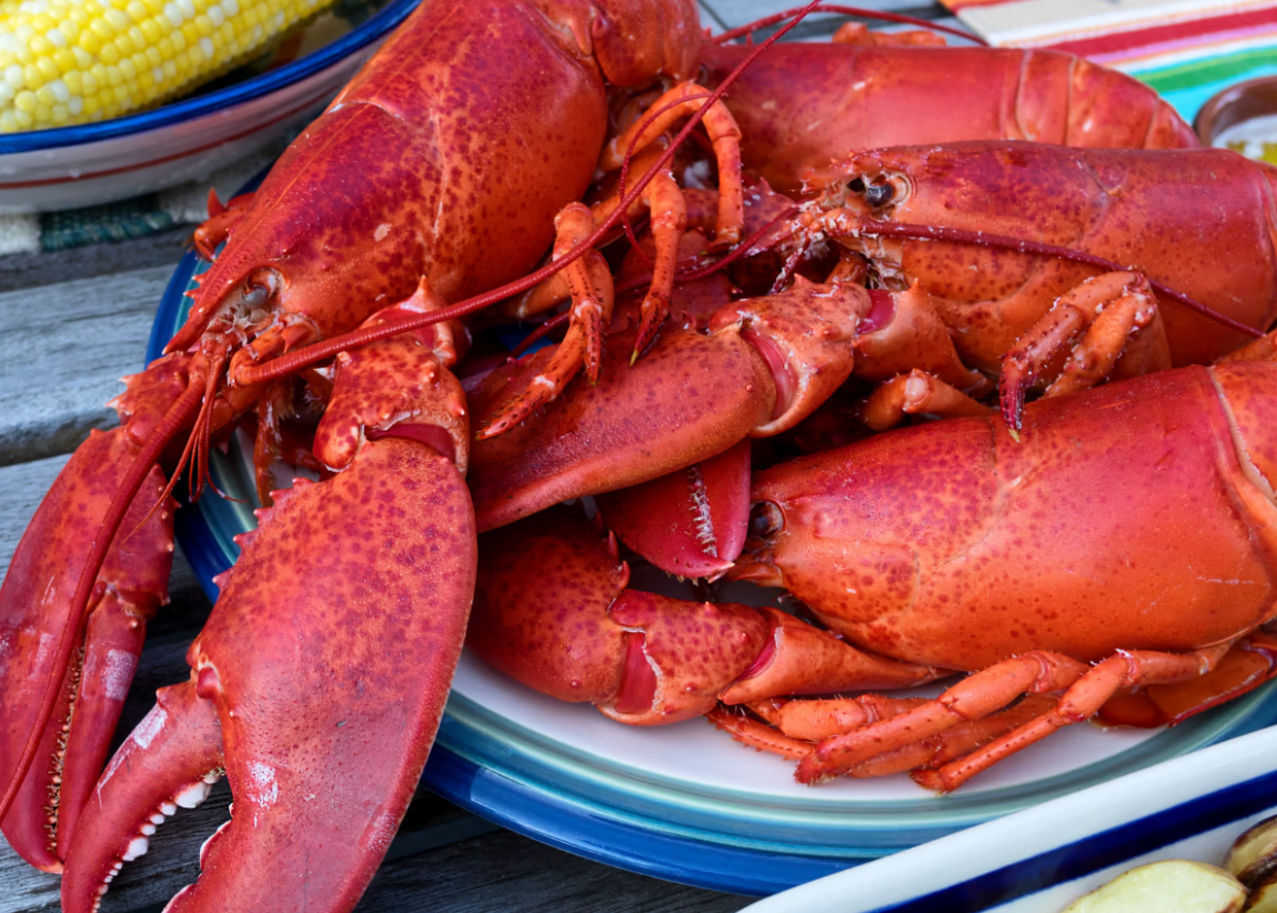 Shipping 12/01/2025: Boston Maine Cooked Whole 1¼ - 1¾ lb Lobster (BOGO 1+1 price for 2)
