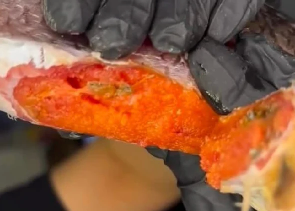 Dried Taranka (Ukraine)