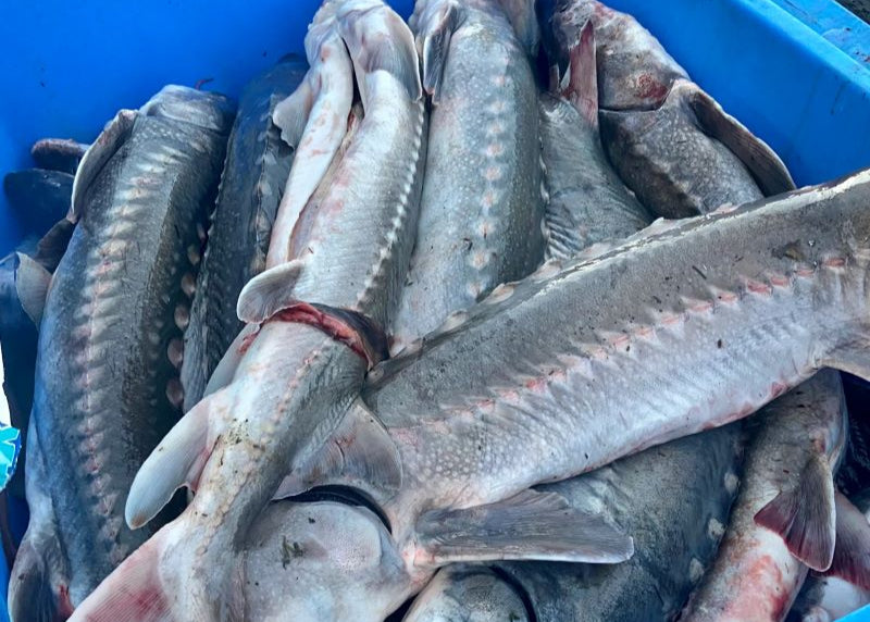 Viande d&#39;esturgeon 50lb