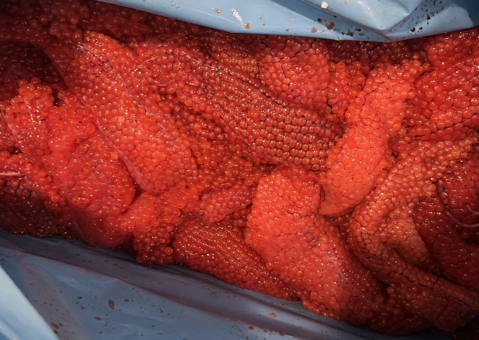Fresh Uncured Chum Salmon Roe FROM 5 LB (PREORDER AUGUST 2024