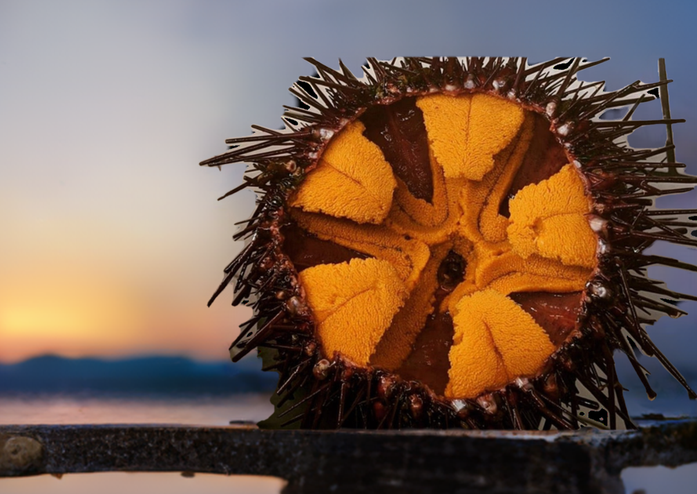 LIMITED-TIME OFFER: Diver Caught Live Red Sea Urchins 10 PCS.
