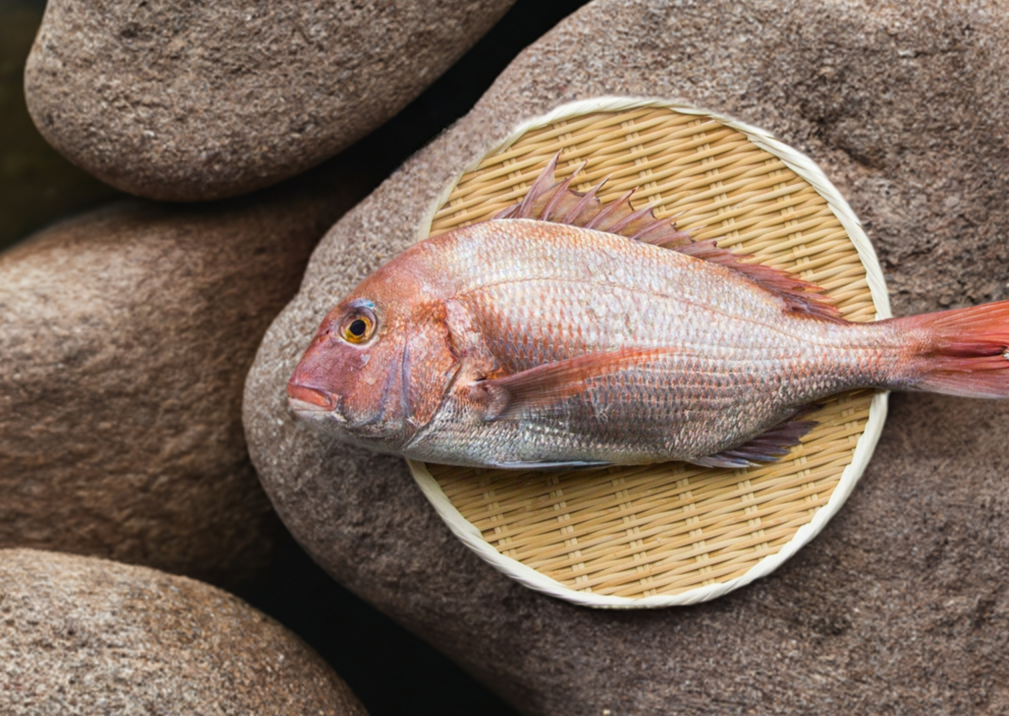 Japanese Madai Snapper Whole (5 LB AVERAGE)