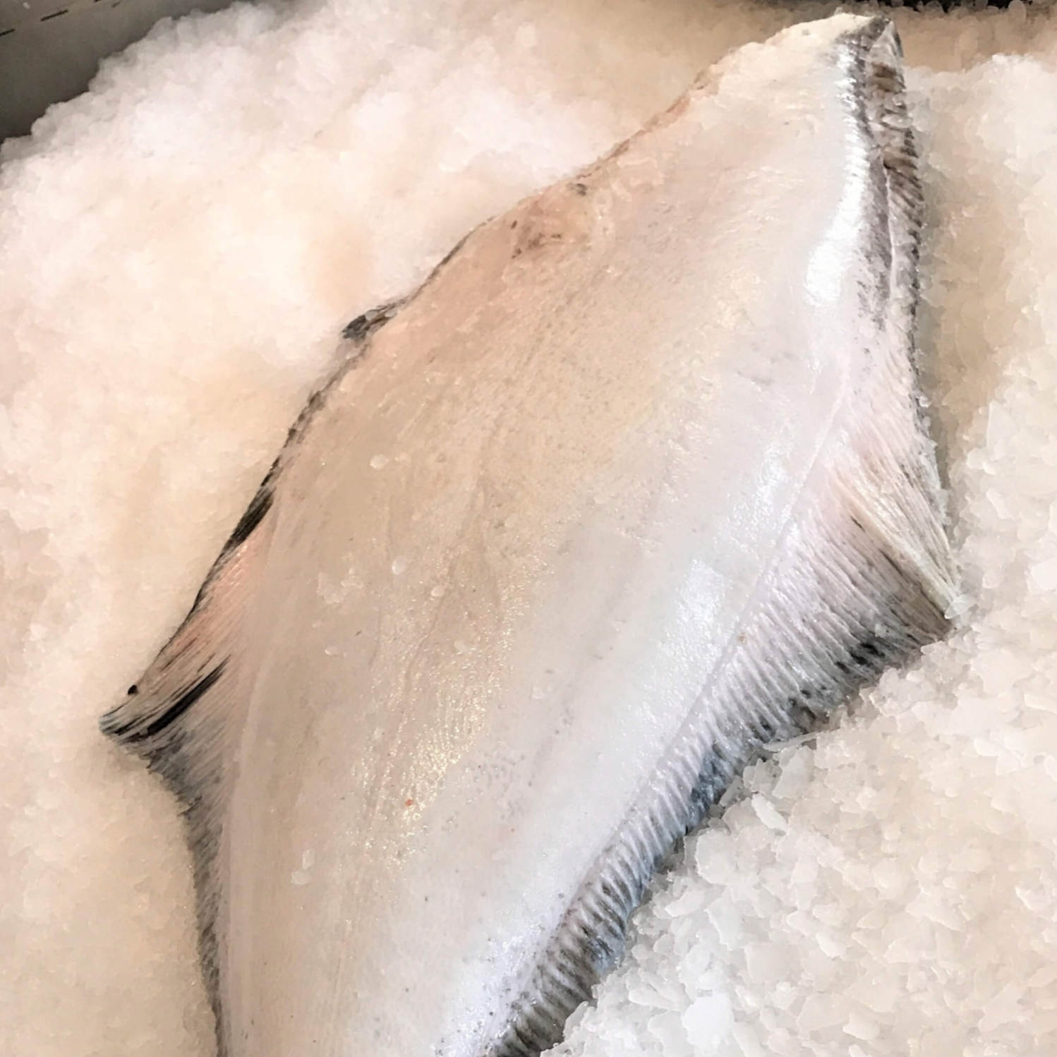 FRESH ALASKAN HALIBUT